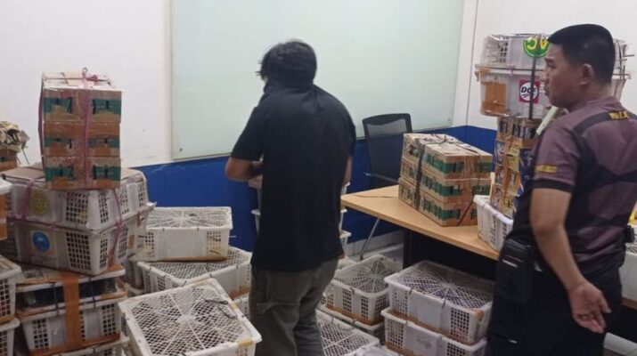 BKSDA Gagalkan Peredaran Ribuan Burung Ilegal, Ratusan Satwa Dilindungi Berhasil Diselamatkan