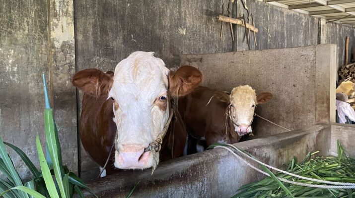 Pemprov Bengkulu Distribusikan 22 Sapi Kurban untuk Sambut Idul Adha 2026 di Berbagai Wilayah