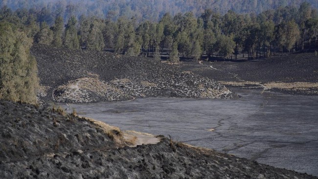 Titik Api Kembali Muncul di Savana Pengol Bromo, Petugas Tingkatkan Kewaspadaan